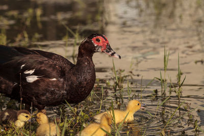 Mother and baby muscovy ducklings cairina moschata flock together in a pond in naples, florida