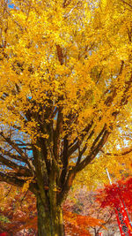 Low angle view of tree during autumn