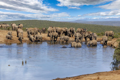 Elephants in lake