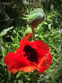 Close-up of red flower blooming outdoors