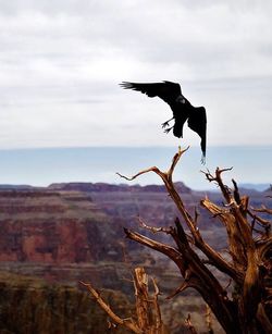 Bird flying over mountain against sky