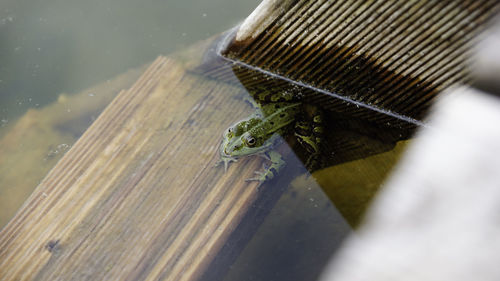 High angle view of insect on wood