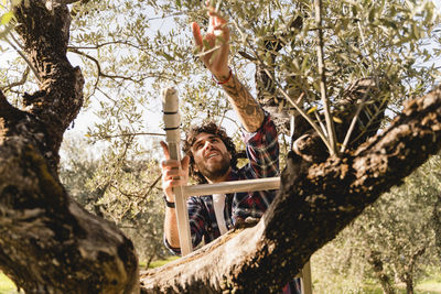 Man on ladder reaching out for branch of tree