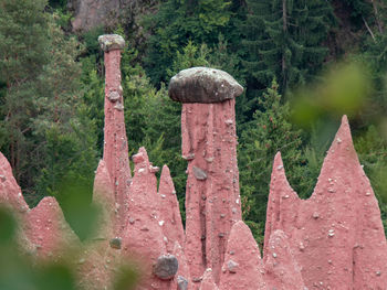 Close-up of mushroom growing in forest