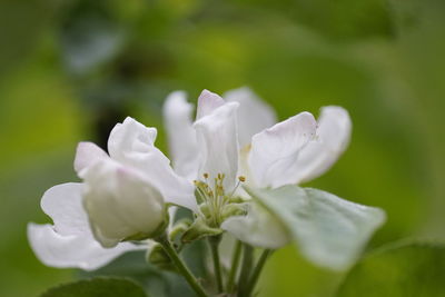 Close-up of white flowers blooming outdoors