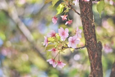 Close-up of pink cherry blossoms in spring