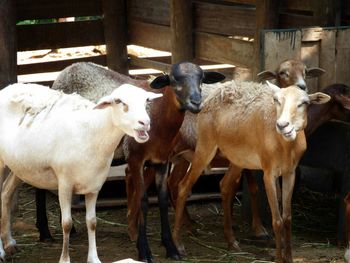 Sheep in pasture