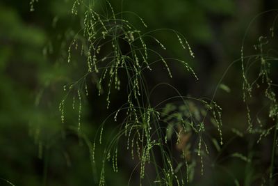 Close-up of wet plants growing on land