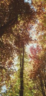 Low angle view of trees in forest during autumn