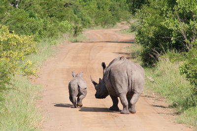 Rear view of rhinoceros and calf walking on dirt road amidst plants