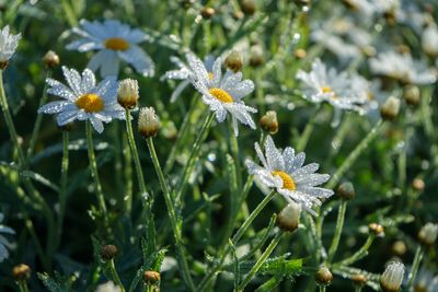 Close-up of white flowering plant