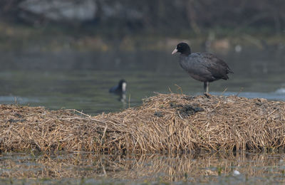 Bird perching on a lake