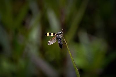 Close-up of yellow-banded blister beetle spread wings at the tip of grass blade