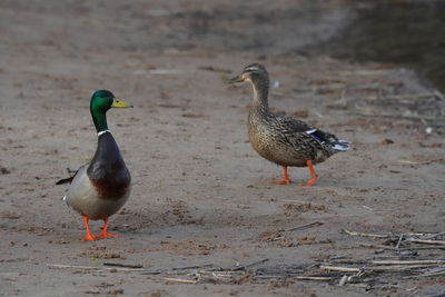 Ducks on a land