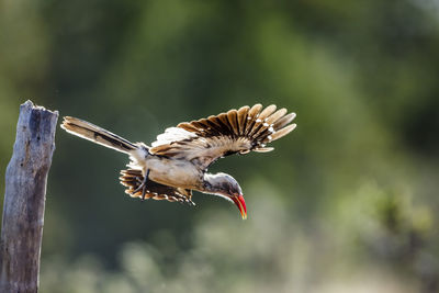 Close-up of bird flying against blurred background