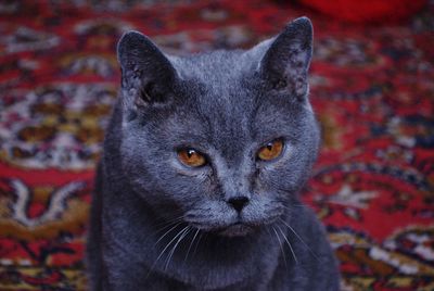 Close-up portrait of black cat