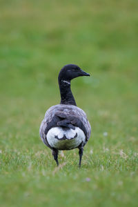 Close-up of duck on grassy field