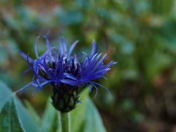 Close-up of purple flowering plant