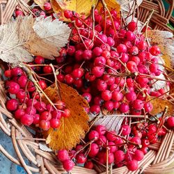High angle view of red berries in basket