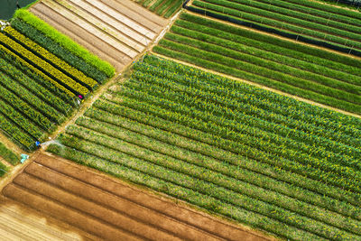 Scenic view of vineyard