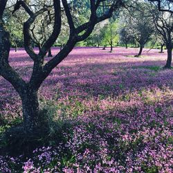 Flower trees on field against sky