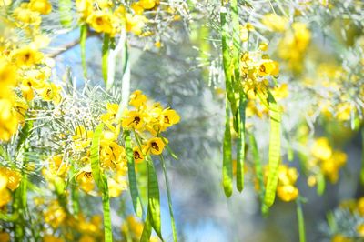 Close-up of yellow flowers blooming outdoors