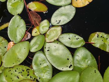 High angle view of leaves floating in pond