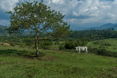 View of a horse grazing in field