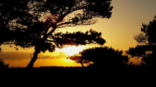 Silhouette trees against sky during sunset