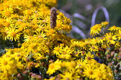 View of fresh yellow daisies