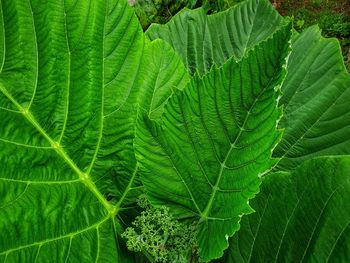 Full frame shot of fresh green leaves