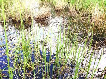 Plants growing in lake