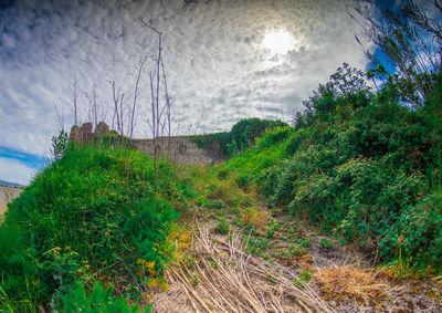 Plants growing on land against sky