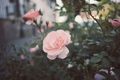 Close-up of pink rose