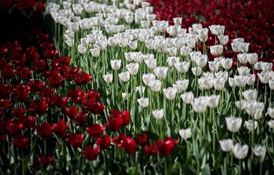 Close-up of white flowering plants