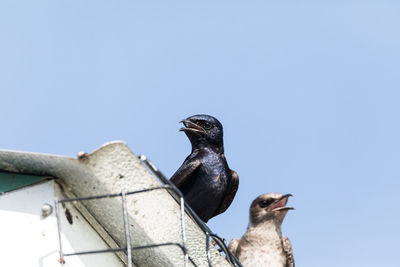 Low angle view of seagulls perching on roof against clear sky