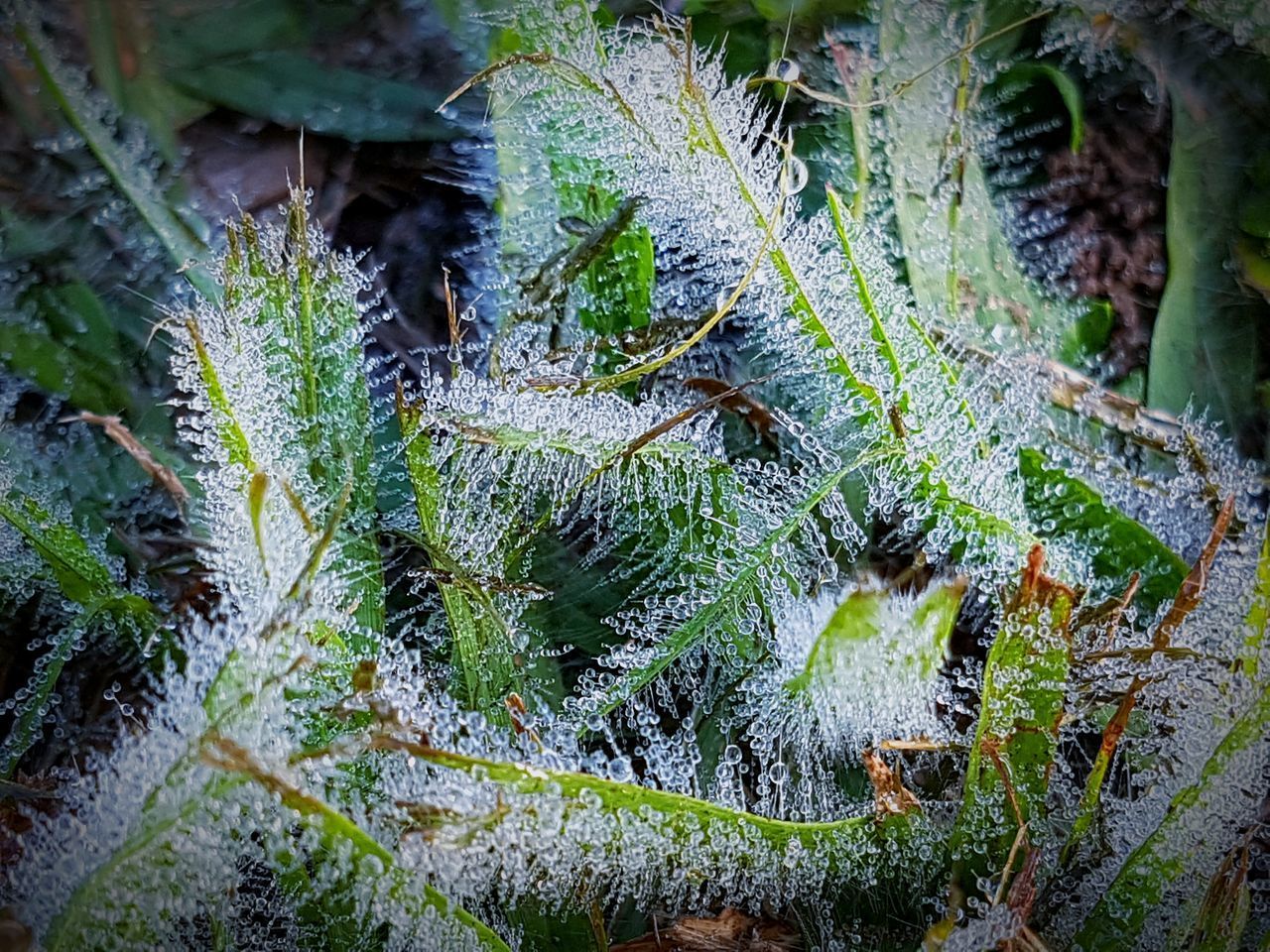 CLOSE-UP OF MOSS ON PLANT
