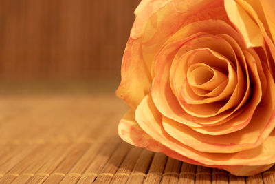 Close-up of rose on table. romantic concept