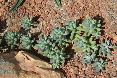 Close-up of green plants on stone wall