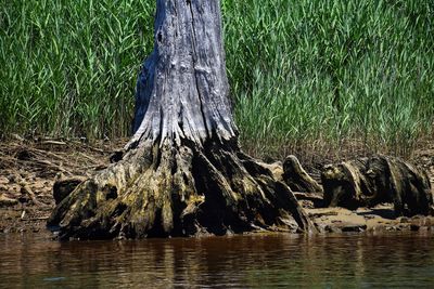 View of tree trunks in lake