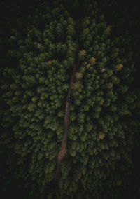 Full frame shot of tree in forest