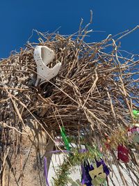 Low angle view of bird nest against sky