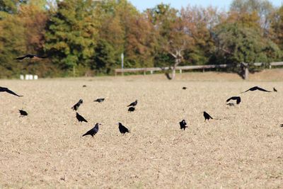 Birds on a field