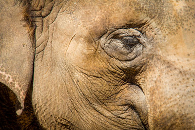 Close-up of elephant eye