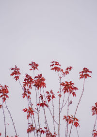 Low angle view of flowering plants against sky