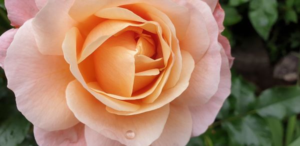 Close-up of rose flower