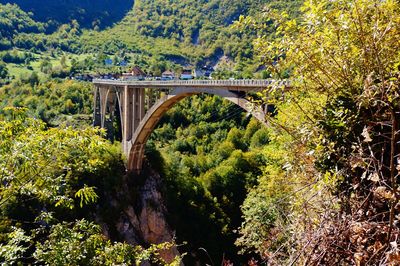 Bridge over river amidst trees in forest