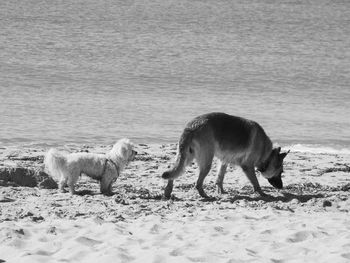 Side view of dogs at sandy beach