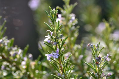 Close-up of purple flowers growing on plant