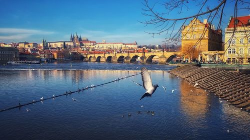 High angle view of seagulls on river